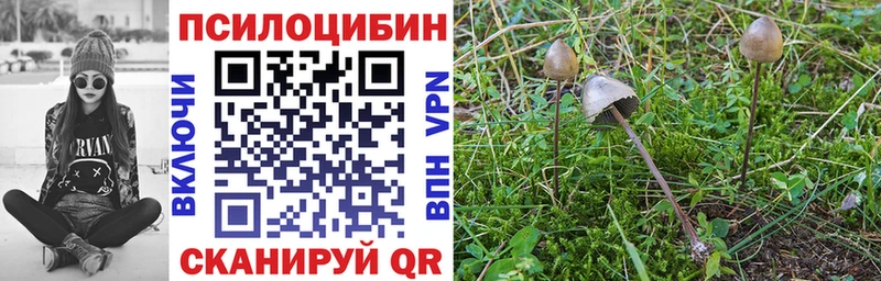 Псилоцибиновые грибы Psilocybe купить наркоту Карачев